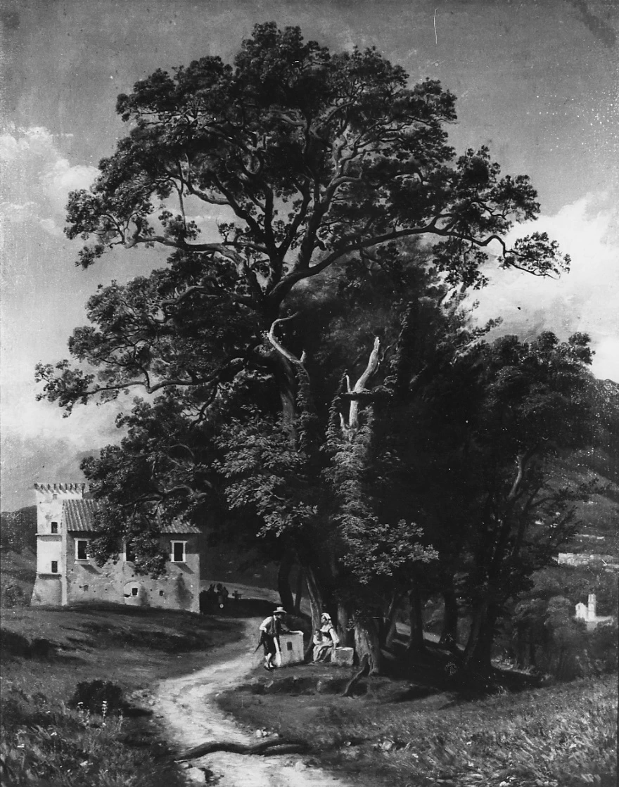 Alberi a Cava dei Tirreni - Museo Civico, Palazzo d'Avalos, (CH)